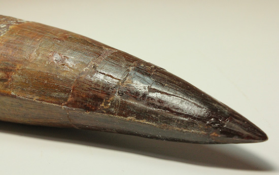 化石セブン史上最重!極太スピノサウルスの巨大歯(Spinosaurus)(その16)