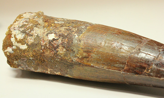 化石セブン史上最重!極太スピノサウルスの巨大歯(Spinosaurus)(その17)