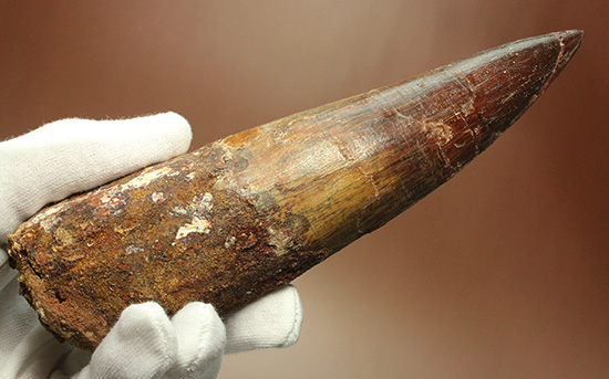 化石セブン史上最重!極太スピノサウルスの巨大歯(Spinosaurus)(その2)