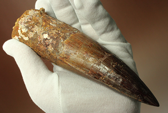 化石セブン史上最重!極太スピノサウルスの巨大歯(Spinosaurus)(その3)