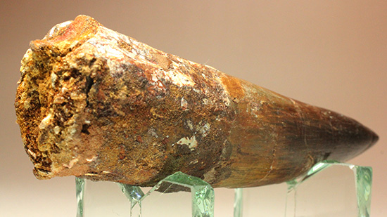 化石セブン史上最重!極太スピノサウルスの巨大歯(Spinosaurus)(その6)
