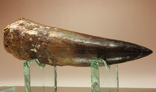 化石セブン史上最重!極太スピノサウルスの巨大歯(Spinosaurus)(その7)