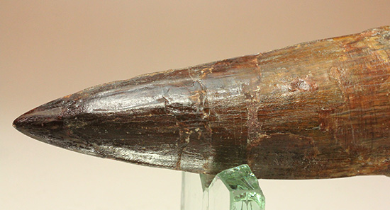 化石セブン史上最重!極太スピノサウルスの巨大歯(Spinosaurus)(その8)
