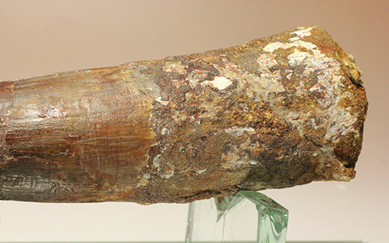 化石セブン史上最重!極太スピノサウルスの巨大歯(Spinosaurus)(その9)