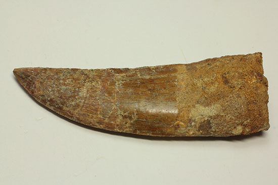ロングカーブ13cm!アフリカンT-rexこと、カルカロドントサウルスの巨大歯(Carcharodontosaurus)(その10)