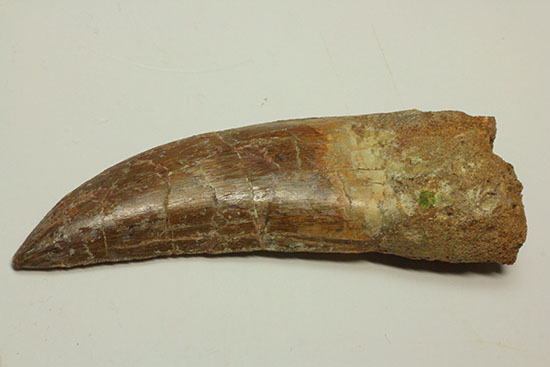 ロングカーブ13cm!アフリカンT-rexこと、カルカロドントサウルスの巨大歯(Carcharodontosaurus)(その11)