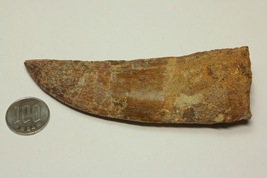 ロングカーブ13cm!アフリカンT-rexこと、カルカロドントサウルスの巨大歯(Carcharodontosaurus)(その12)