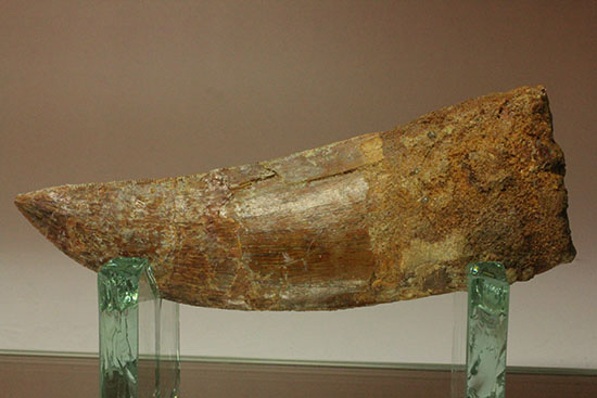 ロングカーブ13cm！アフリカンT-rexこと、カルカロドントサウルスの巨大歯(Carcharodontosaurus)（その14）