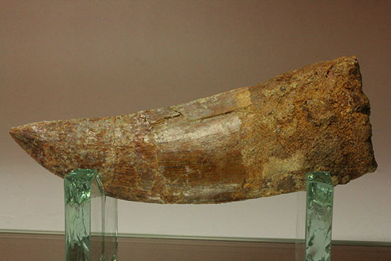 ロングカーブ13cm!アフリカンT-rexこと、カルカロドントサウルスの巨大歯(Carcharodontosaurus)(その14)