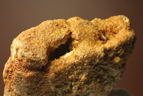 ロングカーブ13cm!アフリカンT-rexこと、カルカロドントサウルスの巨大歯(Carcharodontosaurus)(その2)
