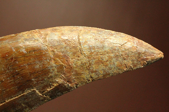 ロングカーブ13cm!アフリカンT-rexこと、カルカロドントサウルスの巨大歯(Carcharodontosaurus)(その4)