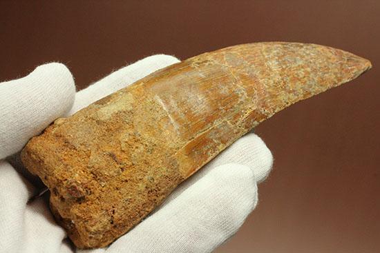 ロングカーブ13cm!アフリカンT-rexこと、カルカロドントサウルスの巨大歯(Carcharodontosaurus)(その5)