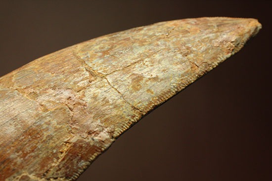 ロングカーブ13cm!アフリカンT-rexこと、カルカロドントサウルスの巨大歯(Carcharodontosaurus)(その6)