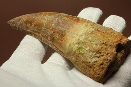 ロングカーブ13cm!アフリカンT-rexこと、カルカロドントサウルスの巨大歯(Carcharodontosaurus)(その7)
