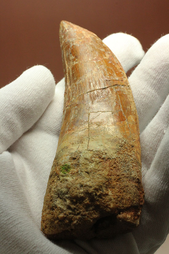 ロングカーブ13cm!アフリカンT-rexこと、カルカロドントサウルスの巨大歯(Carcharodontosaurus)(その8)