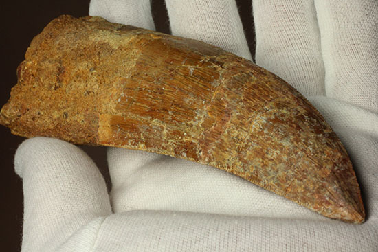 ロングカーブ13cm!アフリカンT-rexこと、カルカロドントサウルスの巨大歯(Carcharodontosaurus)(その9)