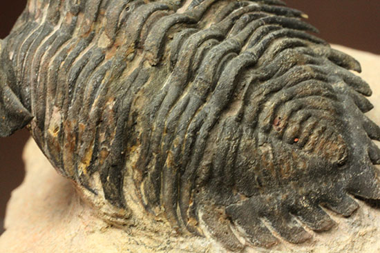 モロッコ三葉虫メタカンティナ (Metacanthina)(その11)