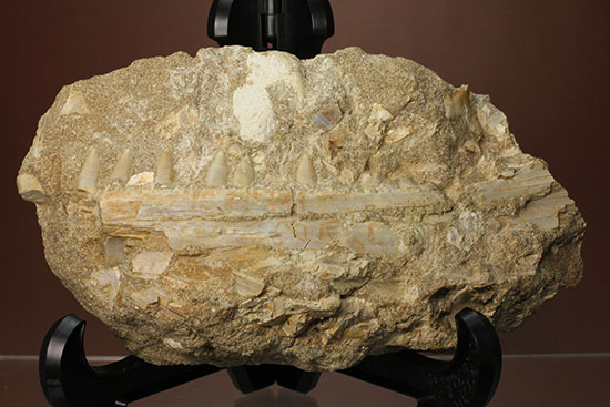 モササウルスのふん部（あご口先）の化石（その1）