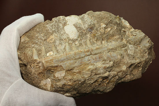 モササウルスのふん部（あご口先）の化石（その10）
