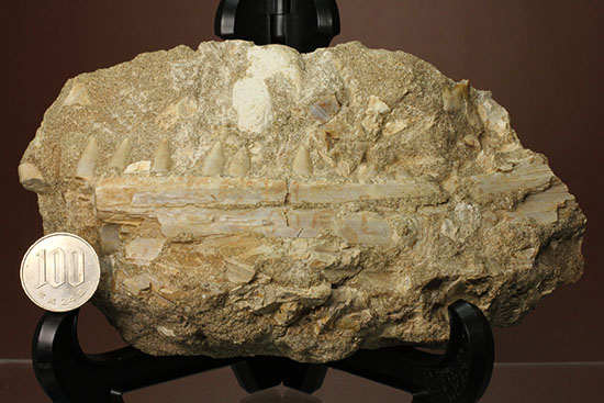 モササウルスのふん部（あご口先）の化石（その16）