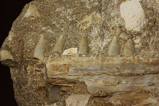 モササウルスのふん部（あご口先）の化石（その2）