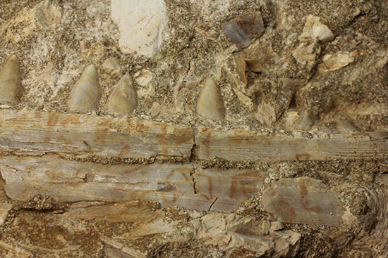 モササウルスのふん部（あご口先）の化石（その3）
