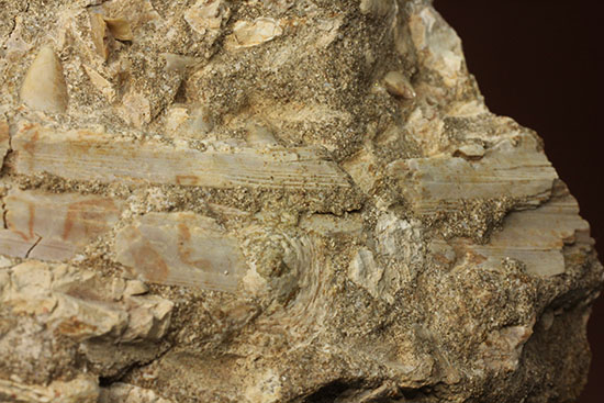 モササウルスのふん部（あご口先）の化石（その4）