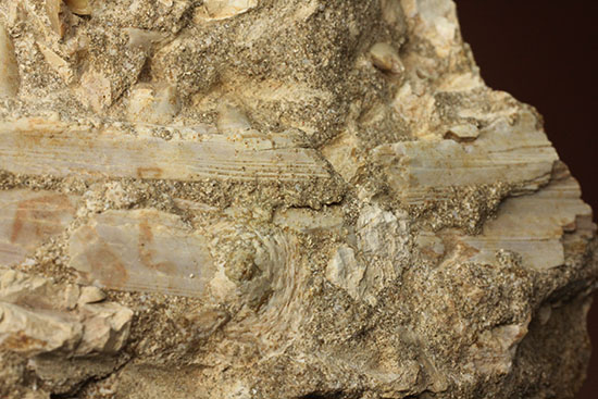 モササウルスのふん部（あご口先）の化石（その8）