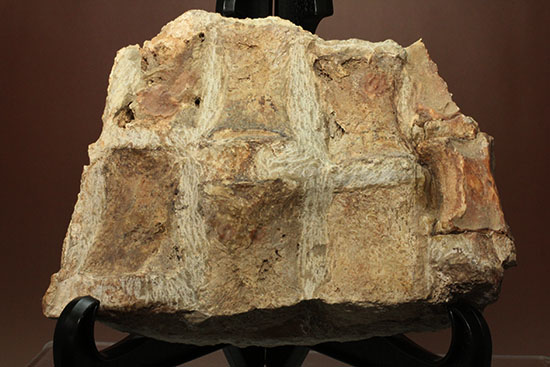 珍しい！モササウルスの鰭（ひれ）化石（その6）