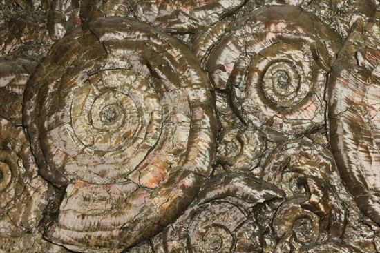 まるで絵画のような、ジュラ紀アンモナイトの大判プレート標本です。(その13)