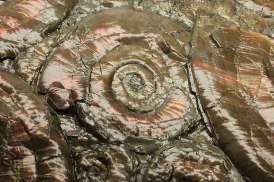 まるで絵画のような、ジュラ紀アンモナイトの大判プレート標本です。(その3)