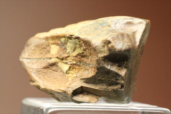 最後の角竜とよばれる、トリケラトプスの歯化石(Triceratops)(その8)