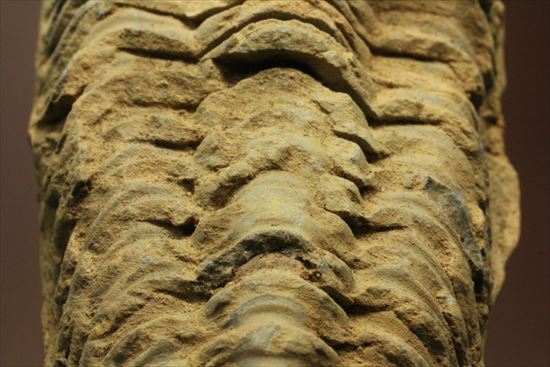およそ5億年前のイモムシ三葉虫！ディアカリメネ・ウーズレグイ　（その3）