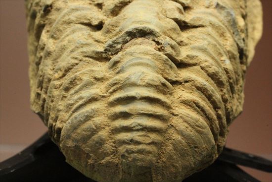 およそ5億年前のイモムシ三葉虫！ディアカリメネ・ウーズレグイ　（その4）