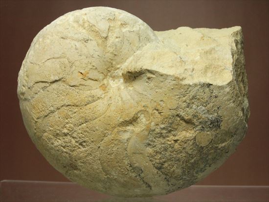 格安!1780g!大きいオウムガイの化石(その1)