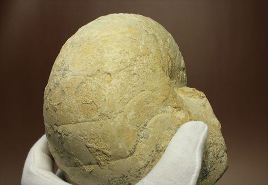 格安!1780g!大きいオウムガイの化石(その10)