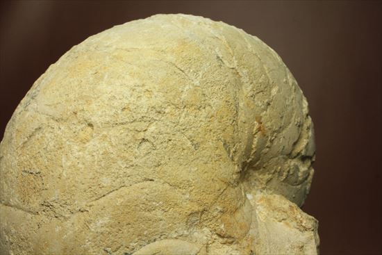 格安!1780g!大きいオウムガイの化石(その11)