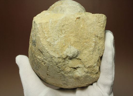 格安！１７８０ｇ！大きいオウムガイの化石（その12）