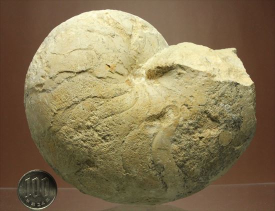 格安！１７８０ｇ！大きいオウムガイの化石（その13）