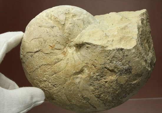 格安!1780g!大きいオウムガイの化石(その2)