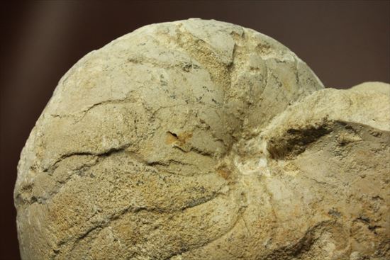 格安!1780g!大きいオウムガイの化石(その3)
