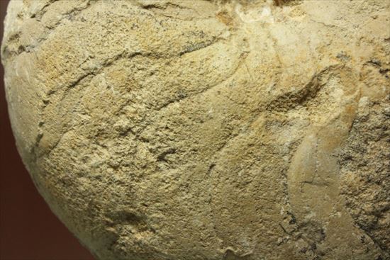 格安!1780g!大きいオウムガイの化石(その4)