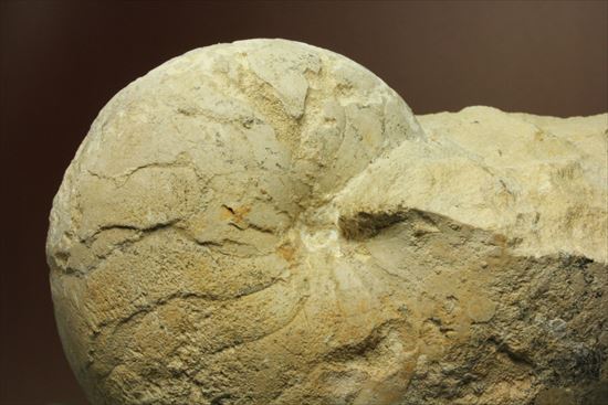 格安!1780g!大きいオウムガイの化石(その5)