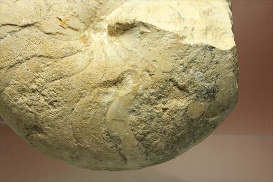 格安!1780g!大きいオウムガイの化石(その6)