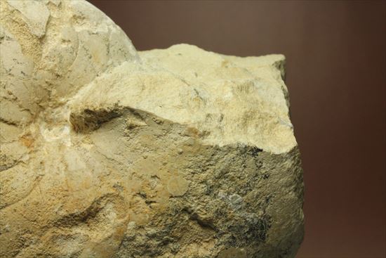 格安！１７８０ｇ！大きいオウムガイの化石（その7）