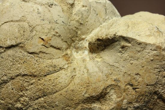 格安!1780g!大きいオウムガイの化石(その8)