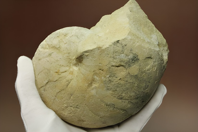 格安！1780g！大きいオウムガイの化石 化石 販売