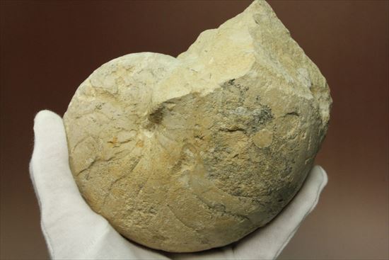 格安!1780g!大きいオウムガイの化石(その9)