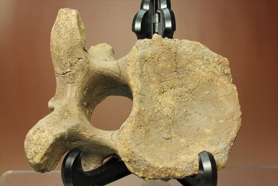 首長竜プレシオサウルスの脊椎骨（その1）
