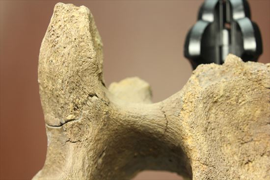 首長竜プレシオサウルスの脊椎骨（その12）